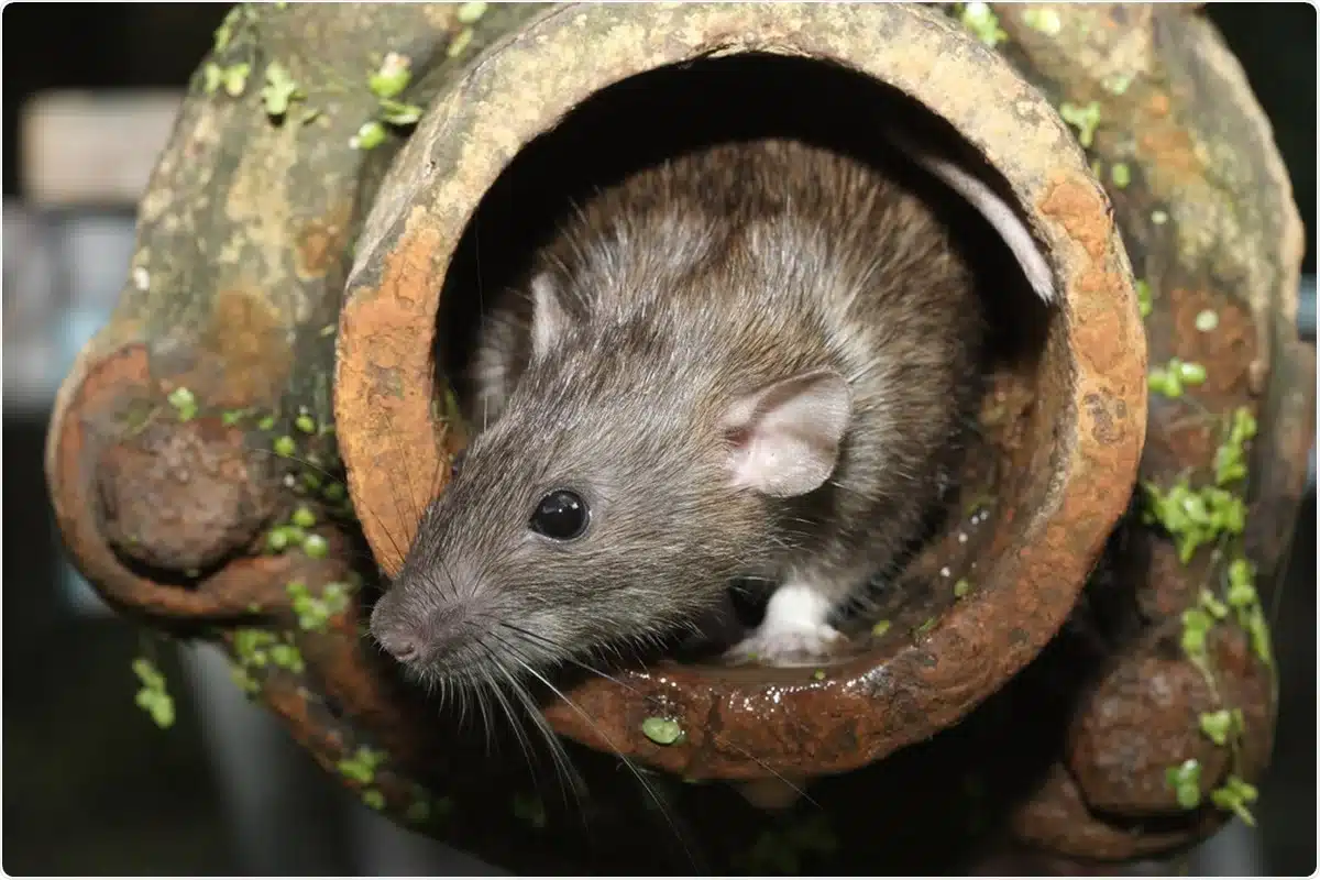"Rats in Sewers Understanding the Impact of Urban Rodents and How to